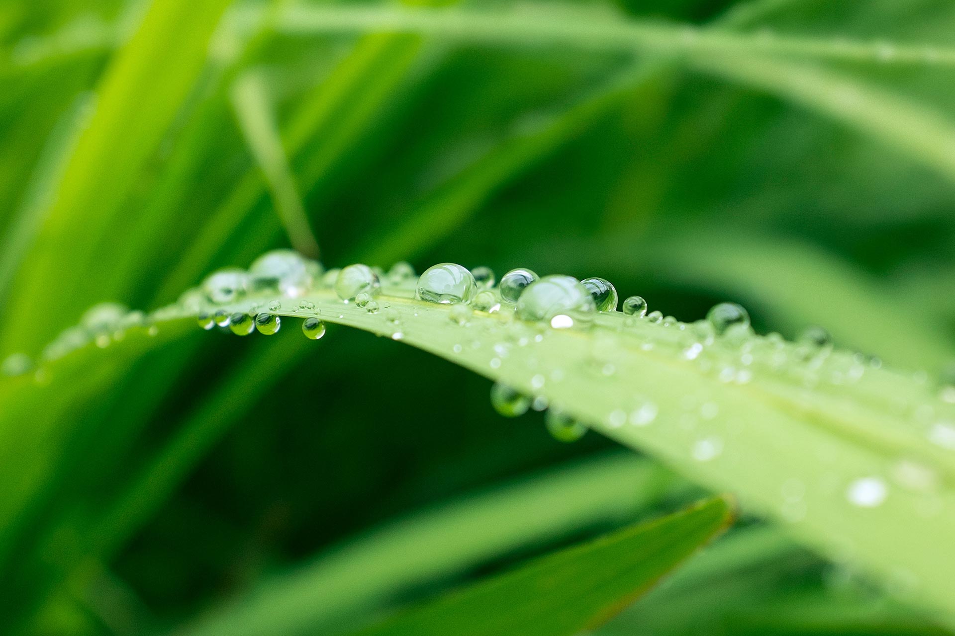 Where does the perfume of rain come from?
