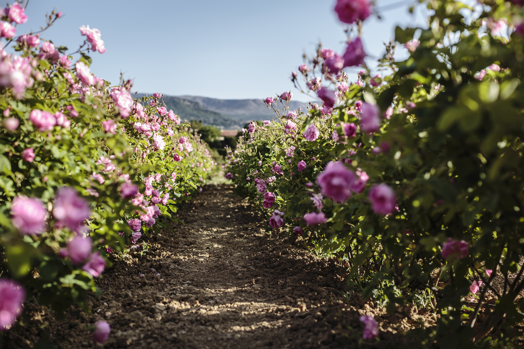 Dans les champs de roses de mai du Domaine de Manon. In the fields of May roses at Domaine de Manon - ©POL BARIL