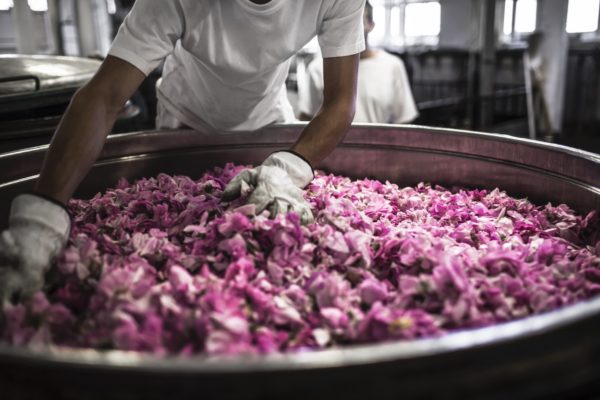 Traitement des roses de mai au Domaine de Manon ©Pol Baril