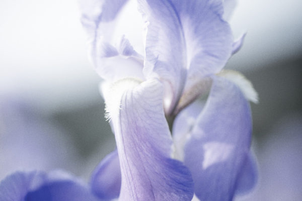 Iris Pallida de Grasse©Chanel