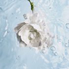 Le Camellia japonica ‘Alba Plena’ est utilisé dans la ligne Hydra Beauty pour ses propriétés hydratantes ©Chanel