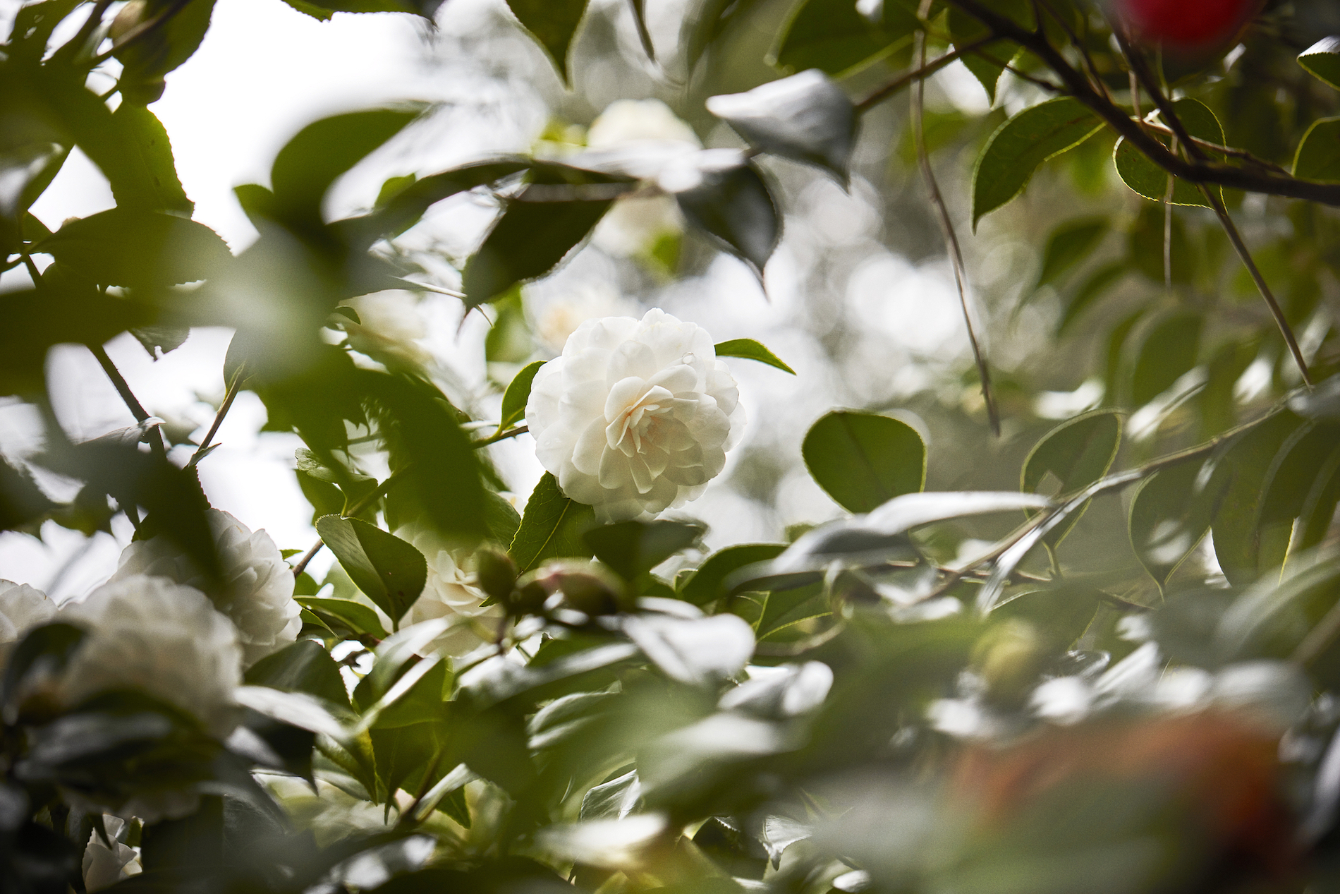 CHANEL White Camellia Flower The Camellia – Inside CHANEL - YouTube main image 2
