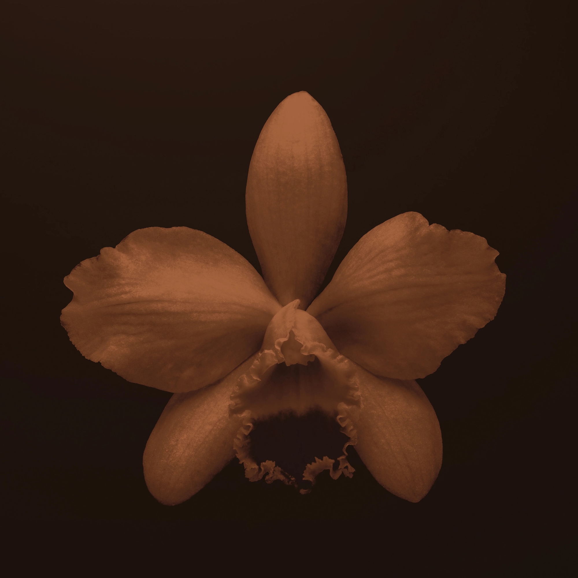 Vanille Caviar, des gousses de vanille dans un flacon